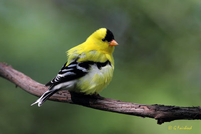 Canadian Goldfinch
