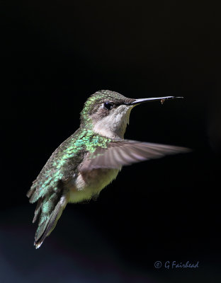 Ruby-throated Hummingbird (f)