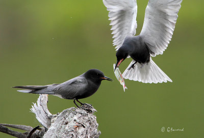 Black Tern Courtship