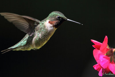 Male In Flight