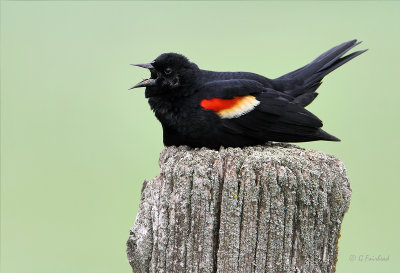 Red-wing Blackbird Posting