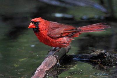 Cardinal On The Wet Side