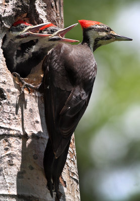 Pileated Earfull