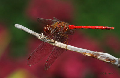 Autumn Meadowhawk