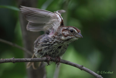 Song Sparrow Wing Stretch