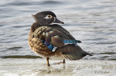Icy Wood Duck