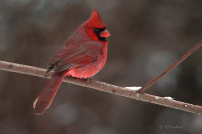Low Light Cardinal
