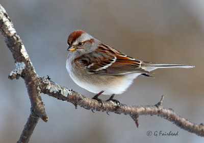 American Tree Sparrow Re-Visited