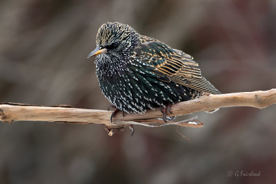 Winter Starling