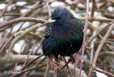 Starling Colors
