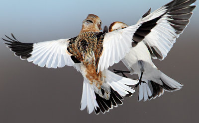 Dueling Buntings