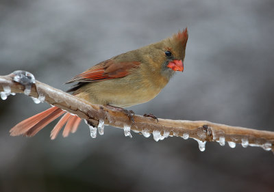 Cardinal(f) On Ice