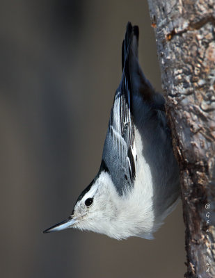 White Breasted Nuthatch