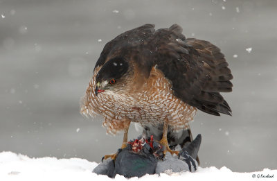 Coopers Hawk With A Chance Of Flurries