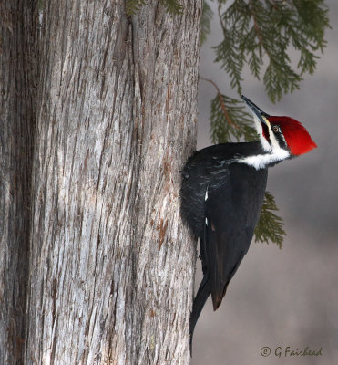 Classic Pose Pileated (m)