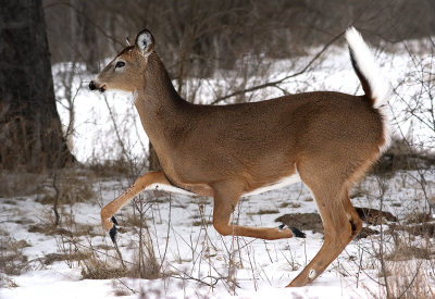 White-tailed Deer