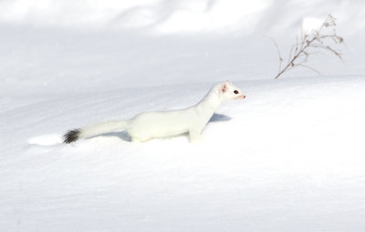 Ermine