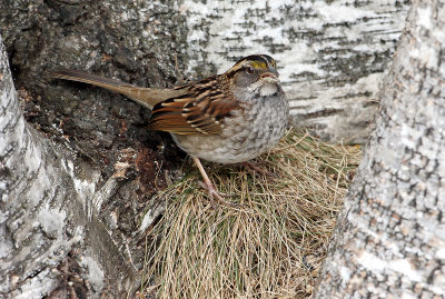 Winter White-Throated Sparrow