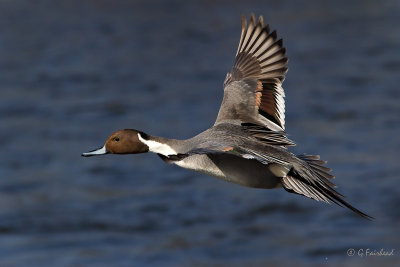 Pintail On Blue