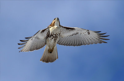 Red Tail Hawk