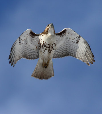 Red-tailed Hawk Overhead