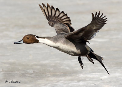 Pintail Over Ice