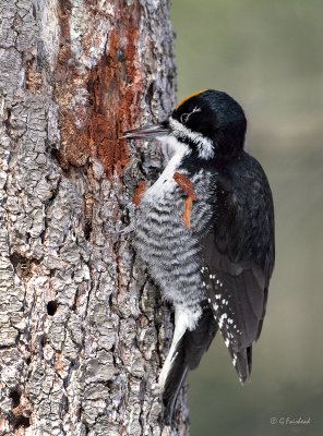 Black Backed Woodpecker (m)