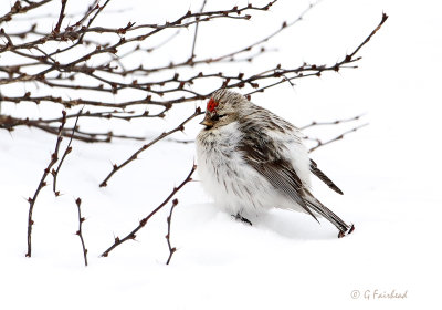 Same bird as the next shot...