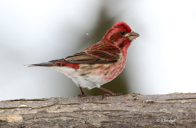 PF Male