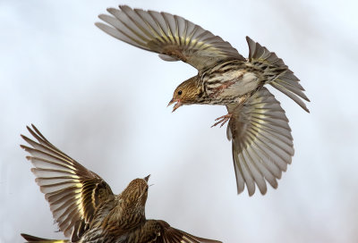 Fighting Finches