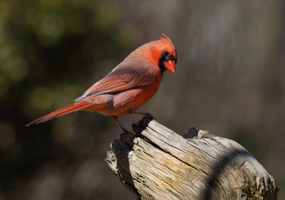 Spring Cardinal