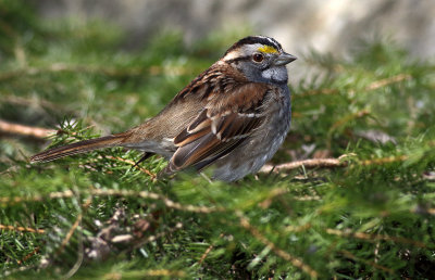 White -throated Sparrow