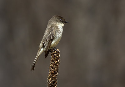 Eastern Phoebe