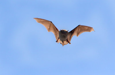 Brown Bat