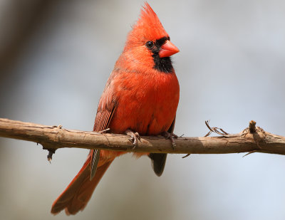 Happy Cardinal