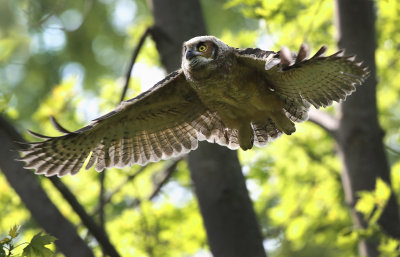 Owlet In Flight