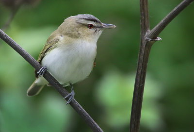 Red Ant On A Red-eyed Vireo