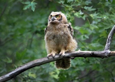 Owlet 2