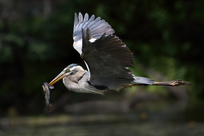 Great Blue Heron With Catfish