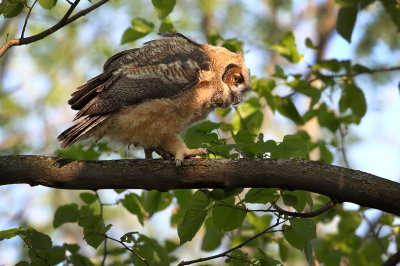 Owlet Stroll
