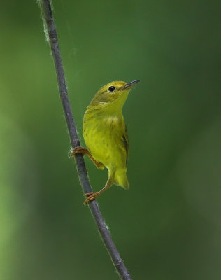 Yellow Warbler (f)