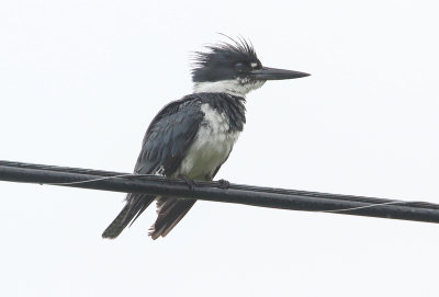 Belted Kingfisher (m)