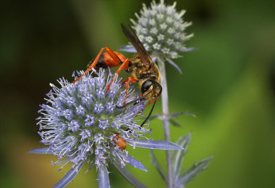 Great Golden Digger Wasp