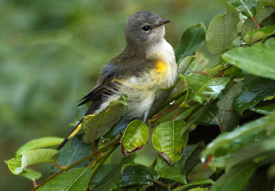 American Redstart (f)