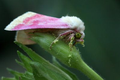 Evening Primrose Moth