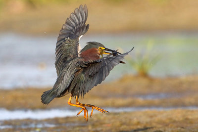 Green Heron With Fish...and weeds