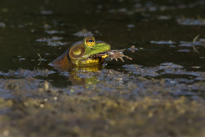 Frog In Frog