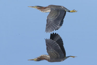 Reflecting On A Green Heron
