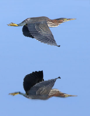 Reflecting On A Green Heron Two