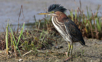 Green Crested Heron